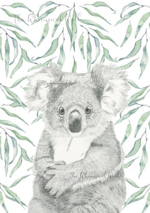 Koala with gum leaves