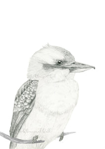 Kookaburra Drawing
