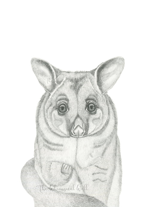 Bush Tailed Possum drawing